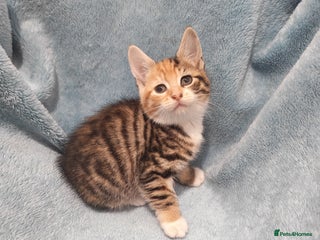 Mixed Breed cats Beautiful kittens VIDEOS - Advert 5