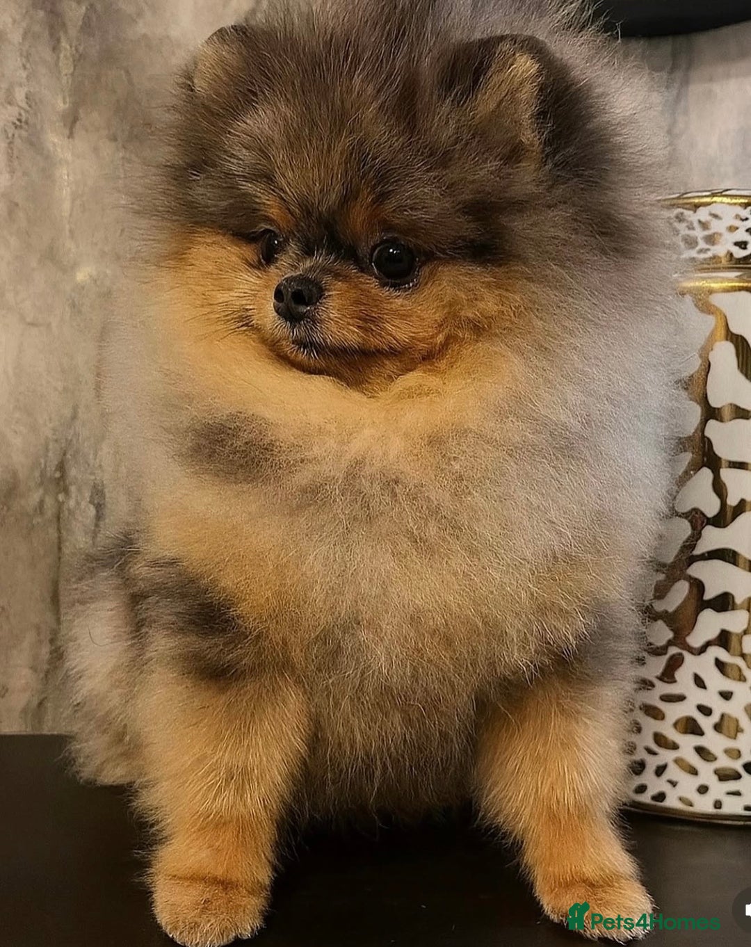 Pomeranian dogs for stud: 🌈😍 BEST QUALITY TEDDY FACED POM STUD 🧸🐶🤎  - Advert 1
