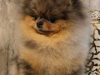 Pomeranian dogs 🌈😍 BEST QUALITY TEDDY FACED POM STUD 🧸🐶🤎 - Advert 1