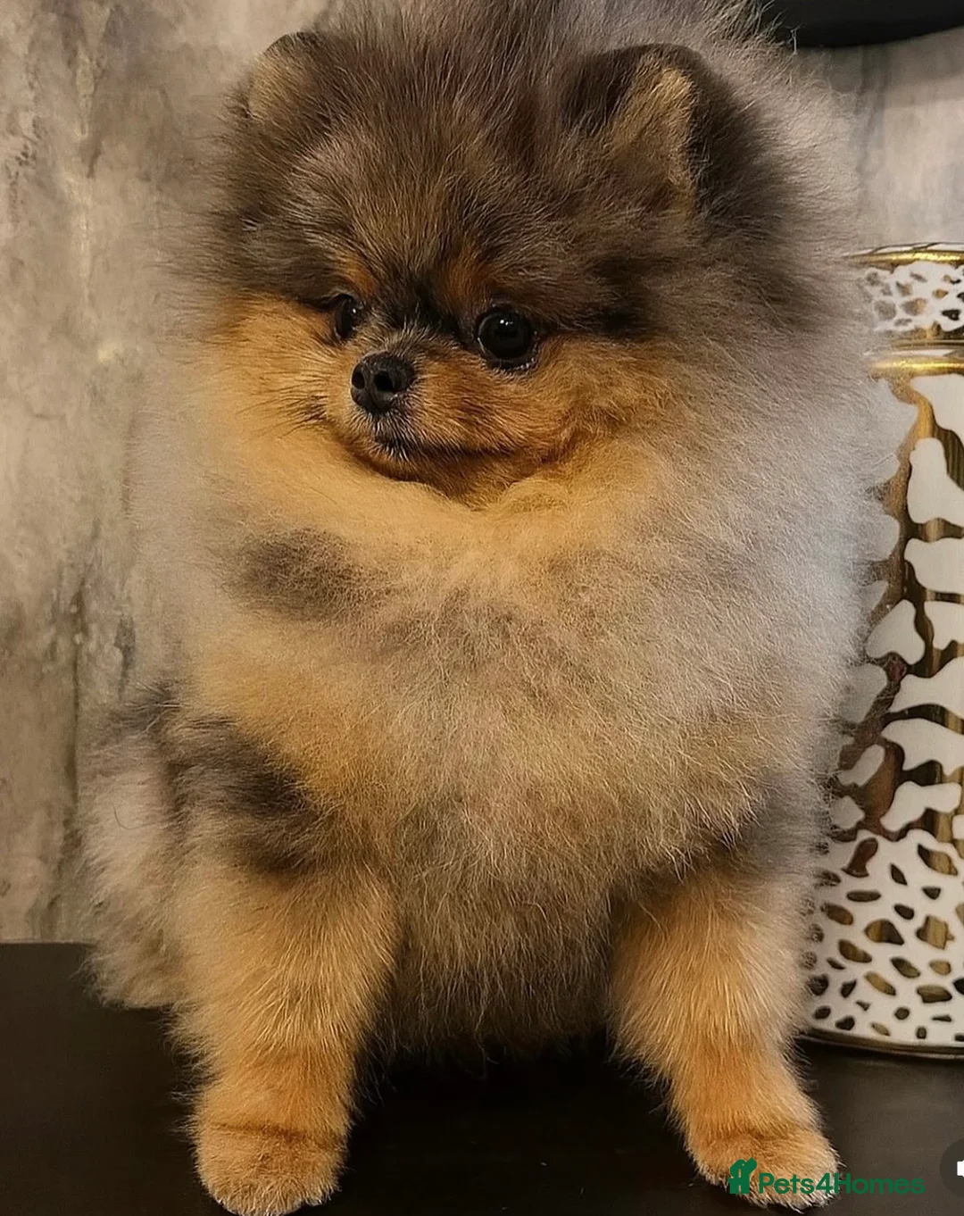 Pomeranian dogs for stud: THE BEST QUALITY MERLE TEDDY FACED POM STUD - Advert 2