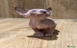 Sphynx cats for sale: Kittens sphinx Canadian girl blue eyes  - Image 14