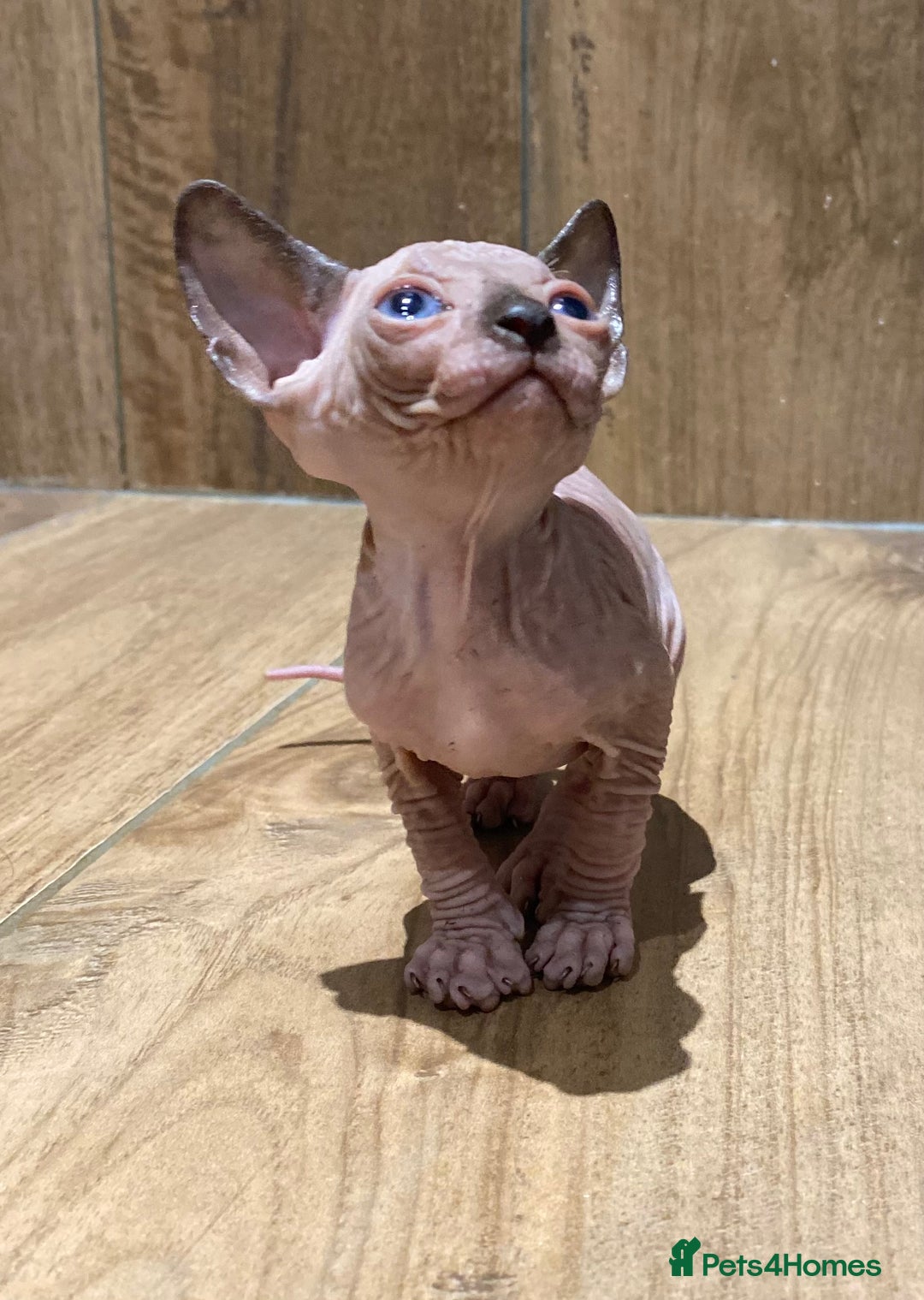 Sphynx cats for sale: Kittens sphinx Canadian girl blue eyes  - Image 14