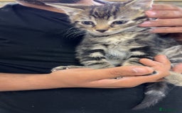 Domestic Shorthair cats for sale: Domestic short hair kittens  - Image 4