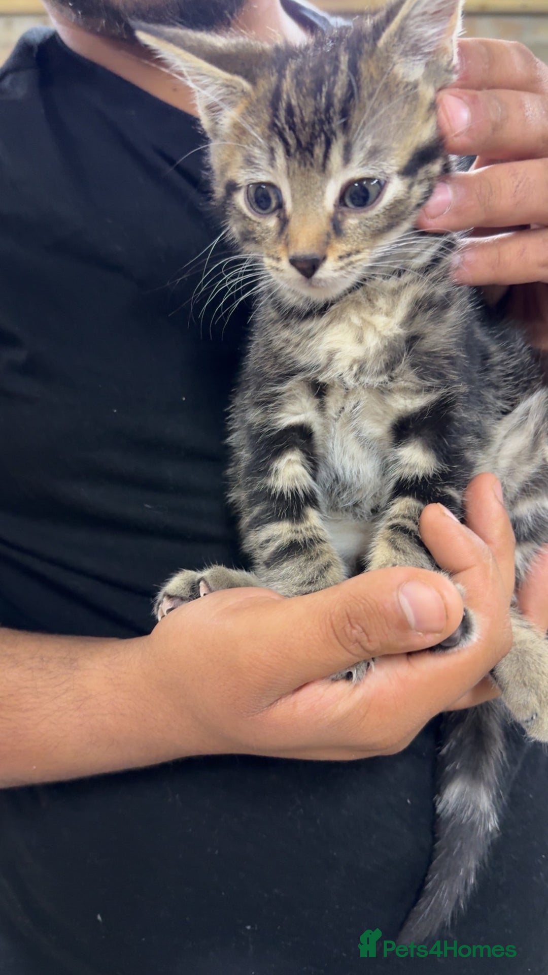 Domestic Shorthair cats for sale: Domestic short hair kittens  - Image 4