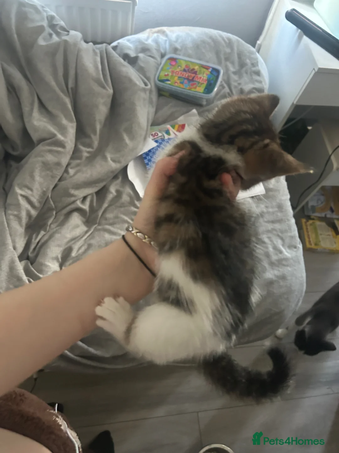 Mixed Breed cats for sale: Boy left of cat litter in Northampton - Advert 2