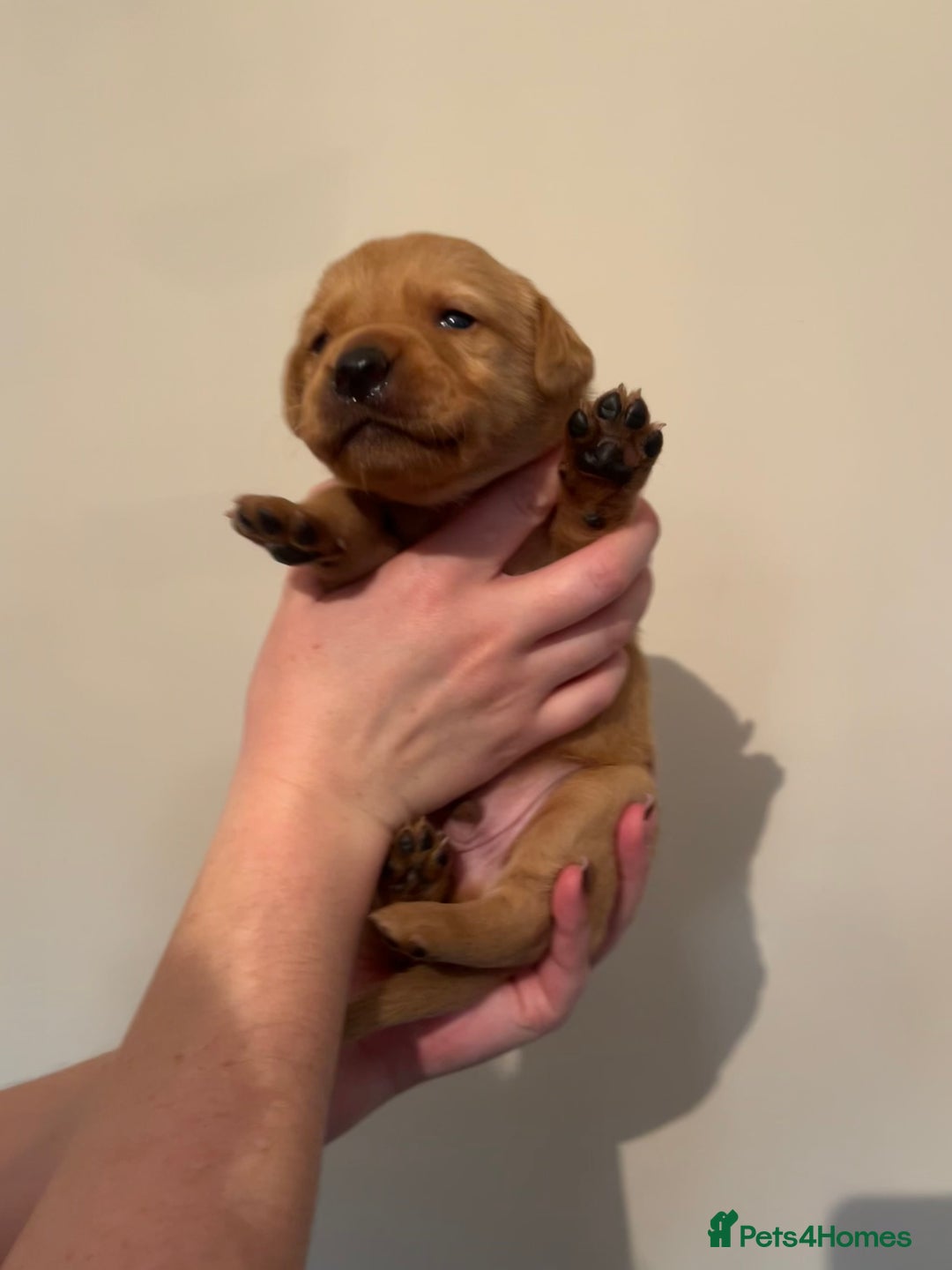 Labrador Retriever dogs for sale: Labrador Puppies - Advert 35