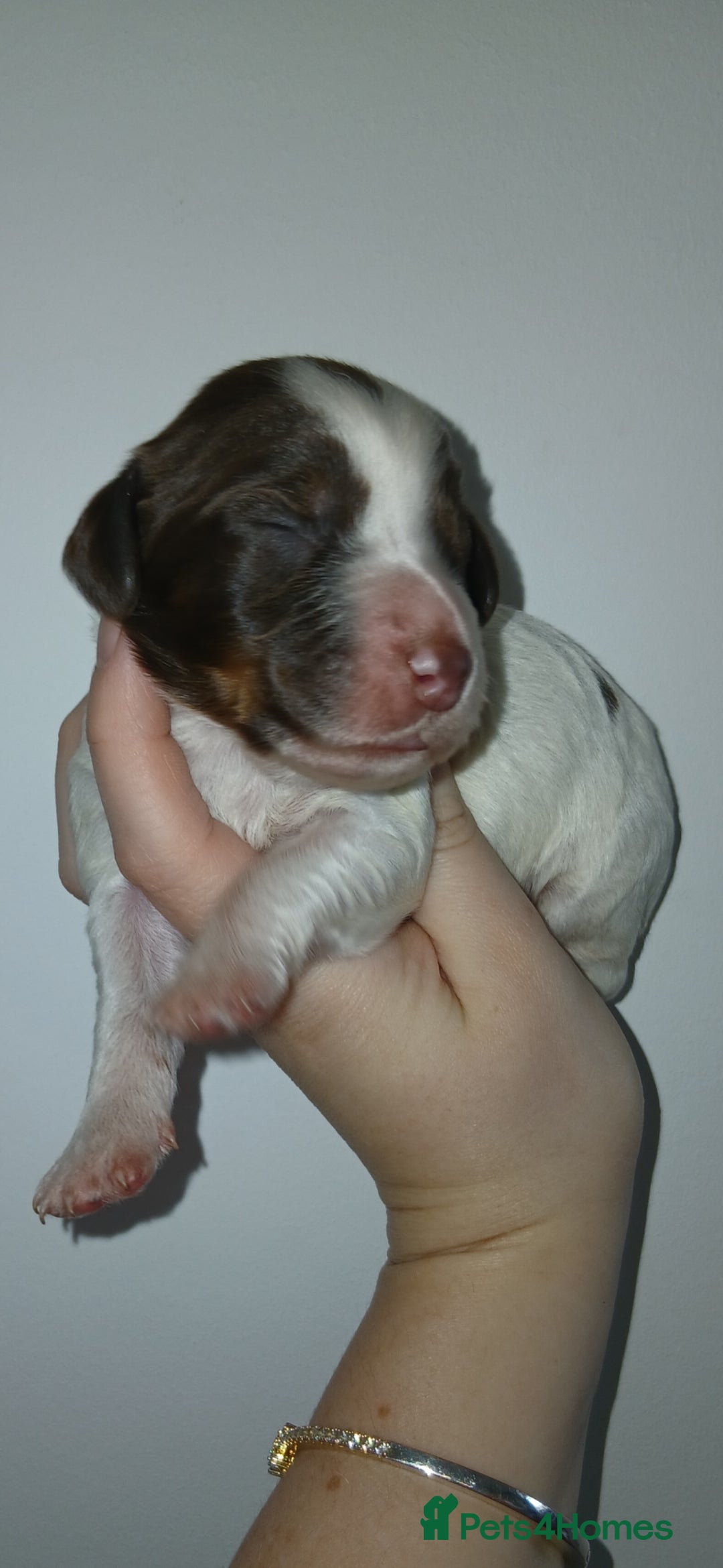 Cocker Spaniel dogs Full cocker spaniels for sale - Advert 12