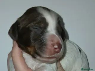 Cocker Spaniel dogs Full cocker spaniels for sale - Advert 12