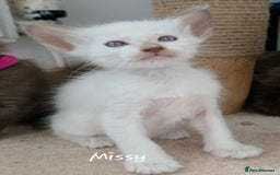Oriental cats for sale: Beautiful GCCF registered Oriental Longhair girls - Image 11