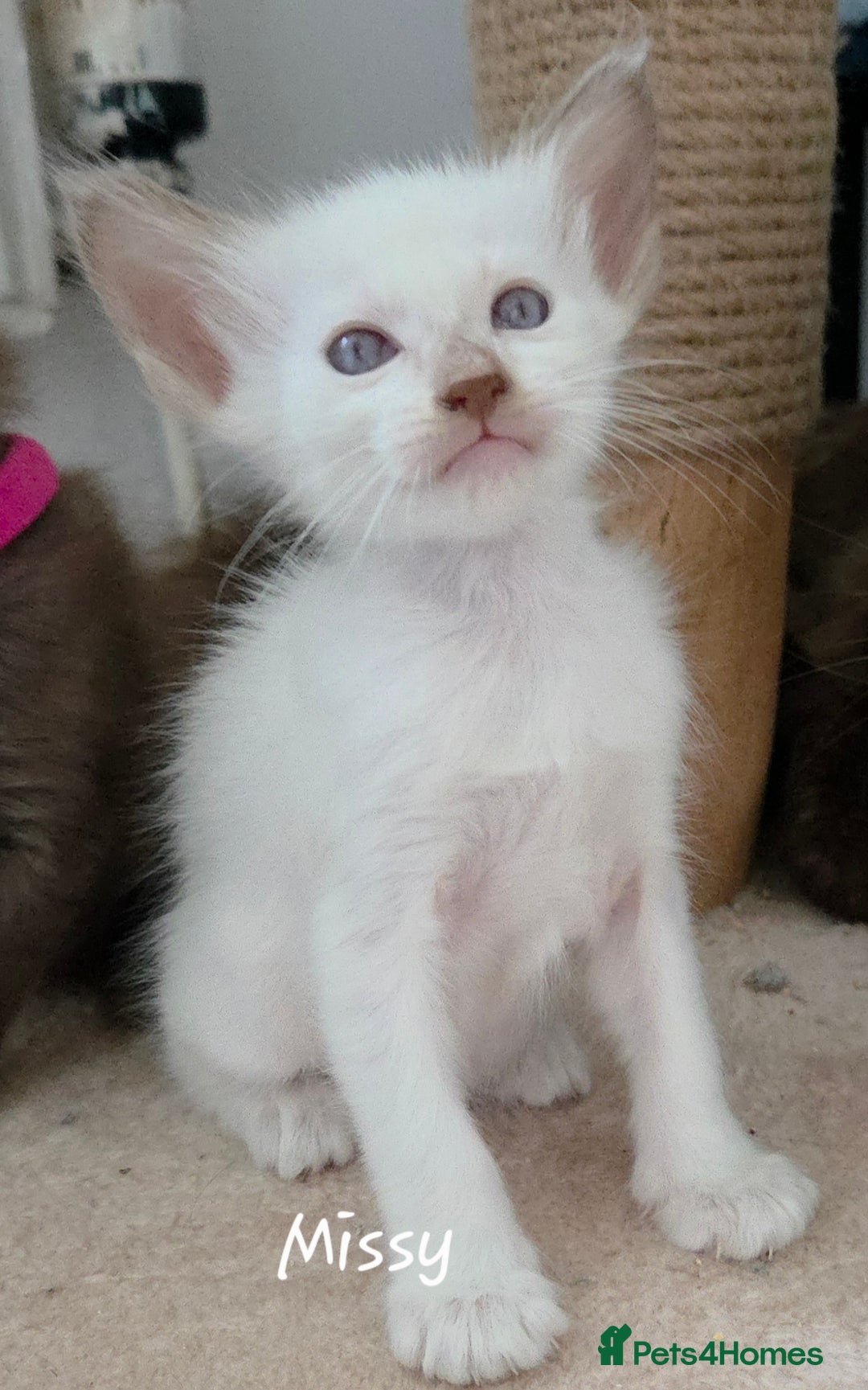 Oriental cats for sale: Beautiful GCCF registered Oriental Longhair girls - Image 11