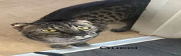 Savannah cats for sale: 2 female Savannah cats  in Cambridge - Advert 7