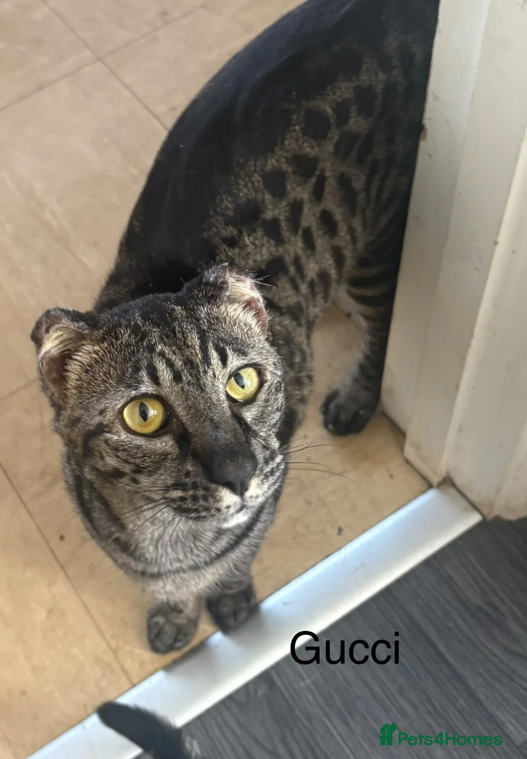 Savannah cats for sale: 2 female Savannah cats  in Cambridge - Advert 7
