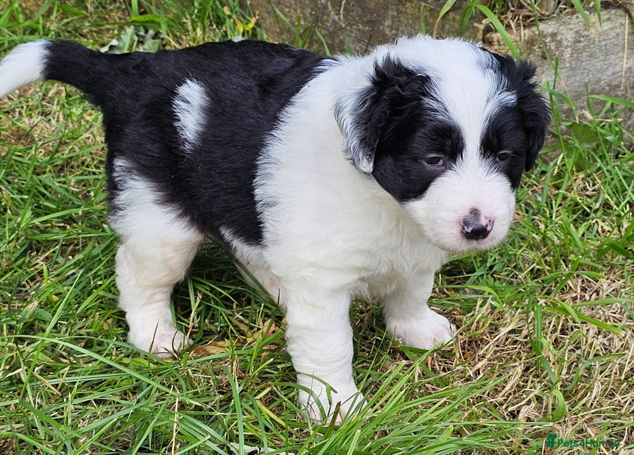 Mixed Breed dogs Handsome Black/white and brown/white boy puppies - Advert 2