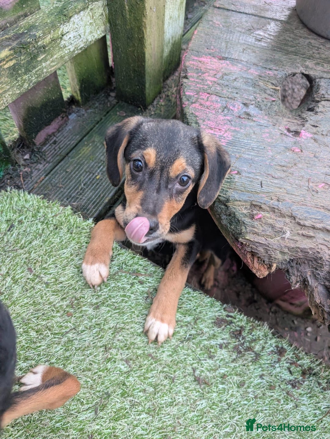 Mixed Breed dogs for adoption: Ivy - In Ayr Looking for a home  - Advert 8