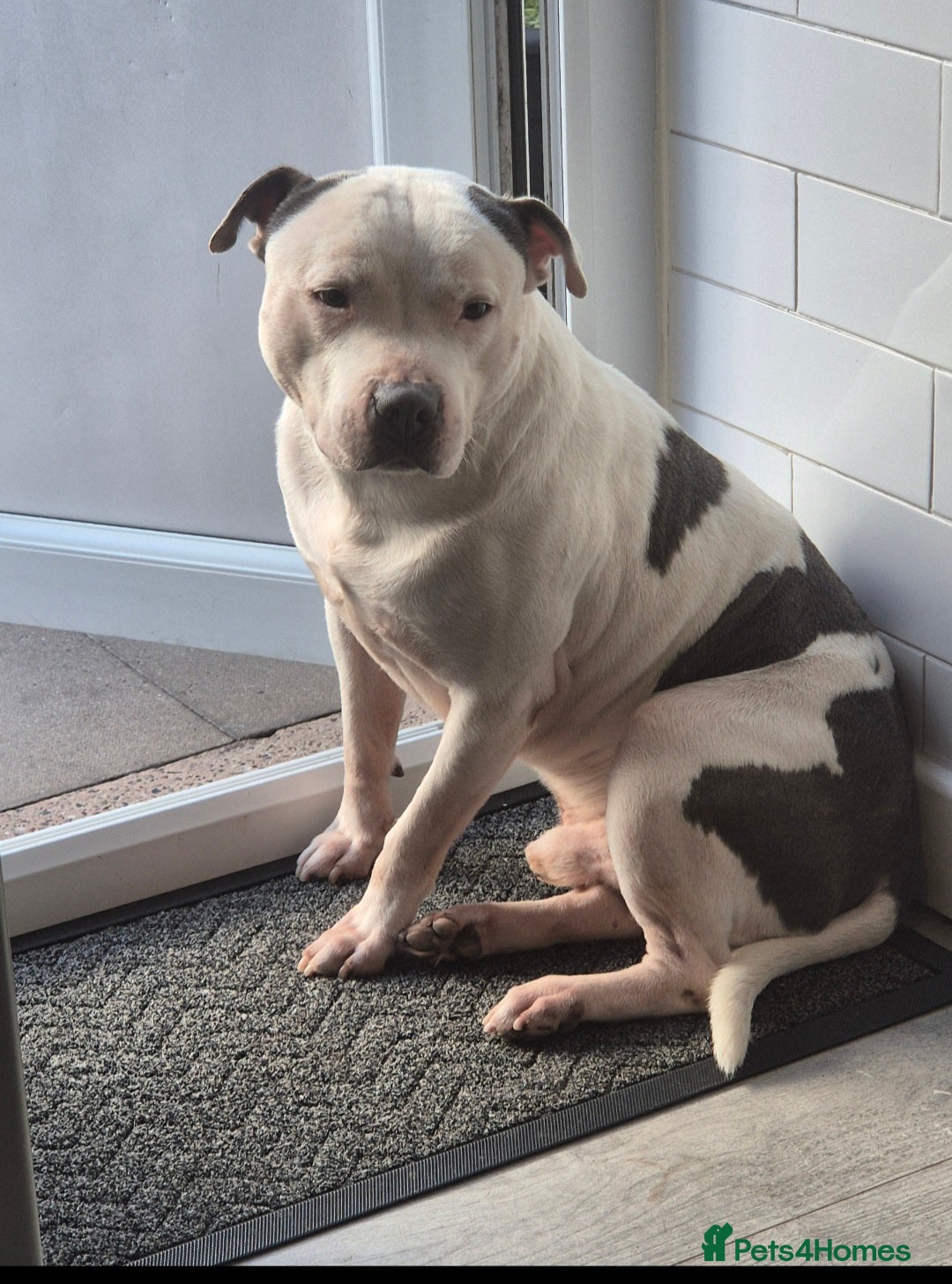 Staffordshire Bull Terrier dogs for sale: 5 staffordshire bull terrier puppies  - Advert 11