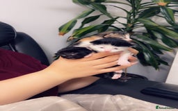 Mixed Breed cats for sale: Maximum  - Image 10