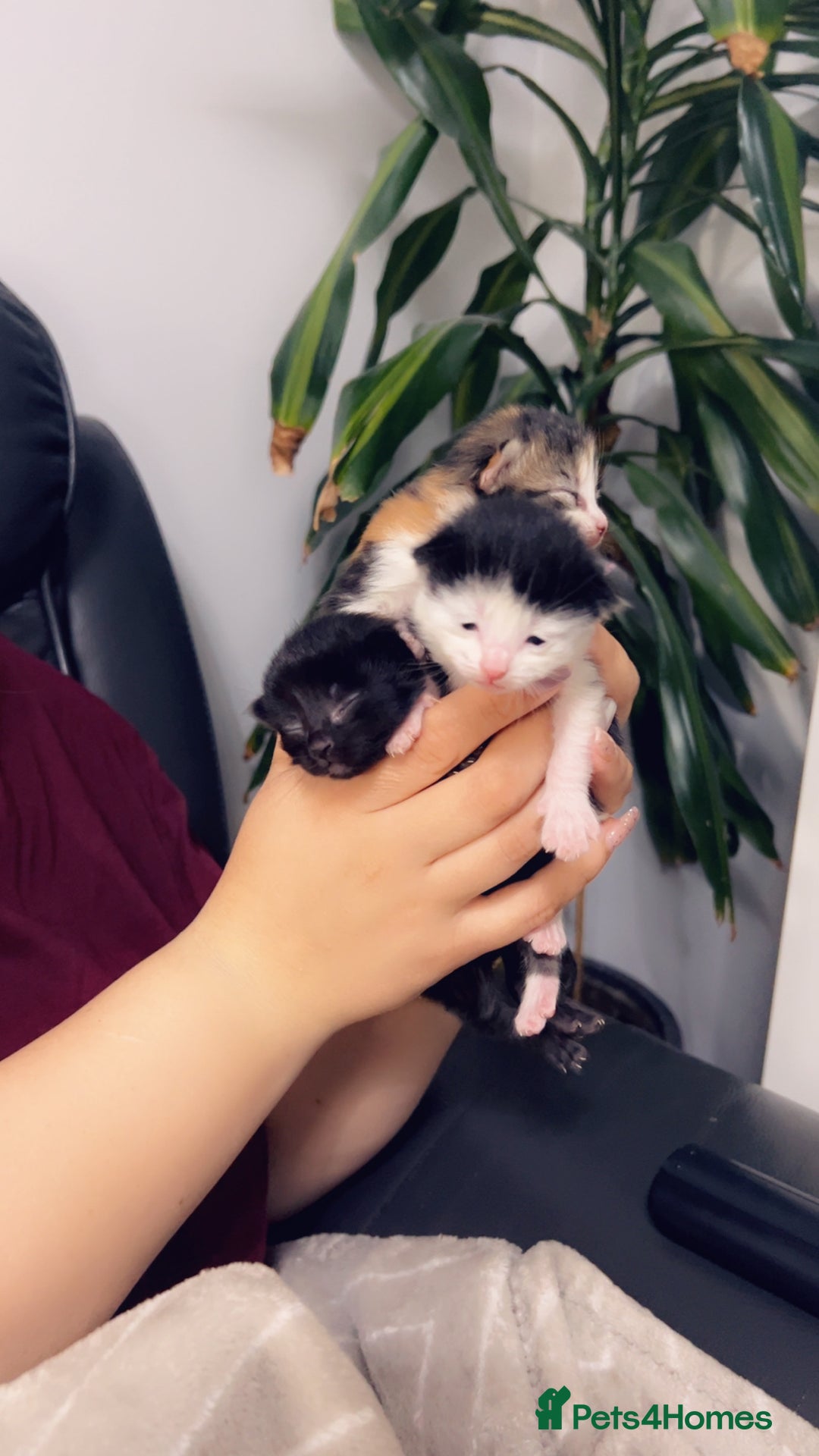 Mixed Breed cats for sale: Maximum  - Image 10