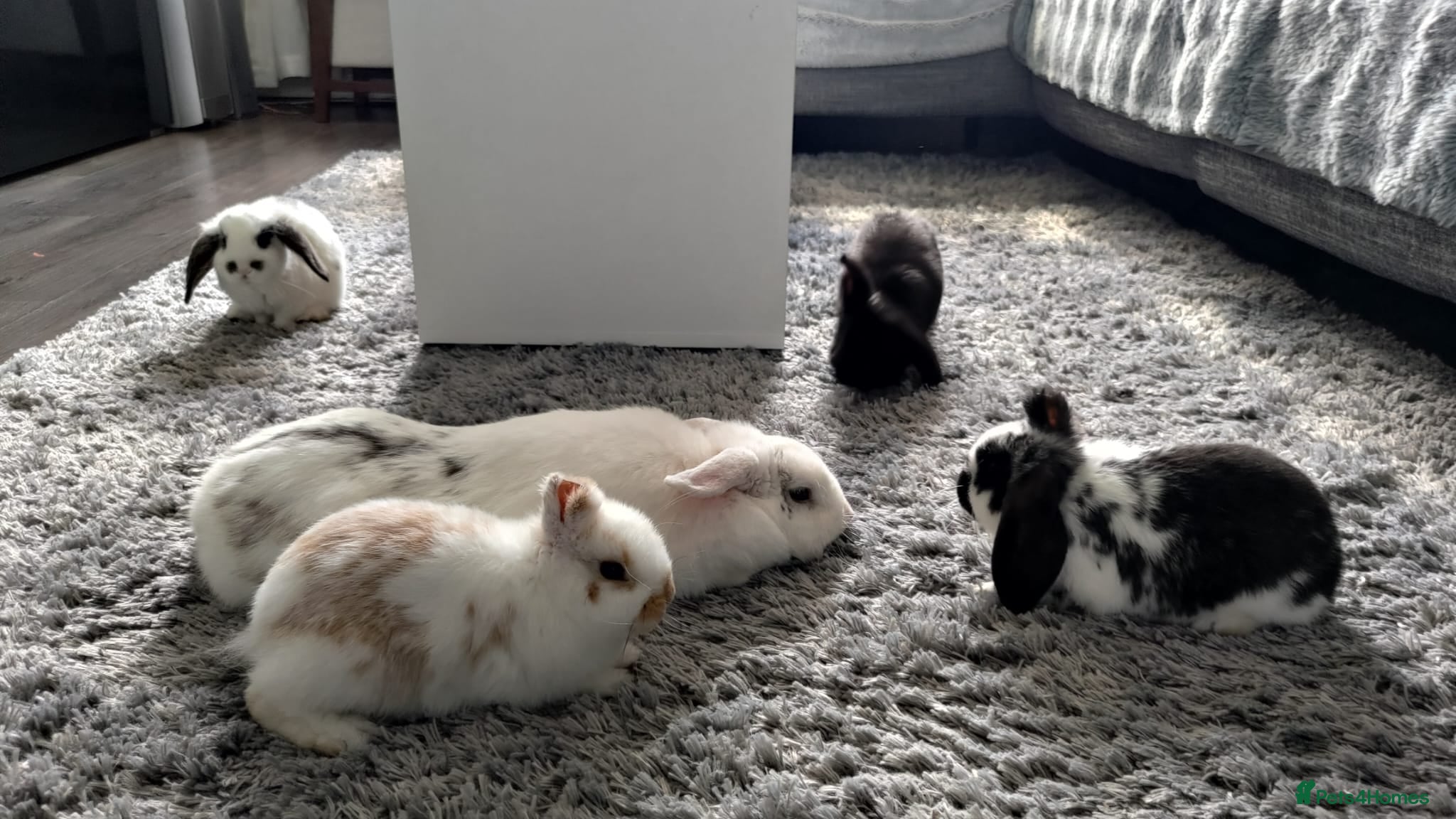 Mini Lop rabbits French x Mini Lop kits Ready to Go "MUST READ" - Advert 1