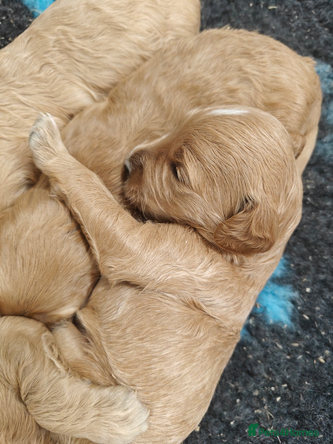 Goldendoodle dogs for sale: Miniature Goldendooles - Image 9