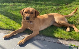 Labrador Retriever dogs for sale: Labrador Retriever Puppies - Image 7