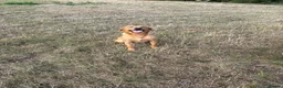 Labrador Retriever dogs for sale: Labrador Puppies Fox Red - Advert 23
