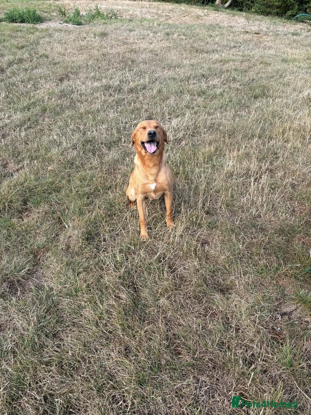 Labrador Retriever dogs for sale: Labrador Puppies Fox Red - Advert 23