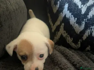 Mixed Breed dogs Adorable 1 boy tiny Chihuahua x terrier. Puppy's - Advert 4