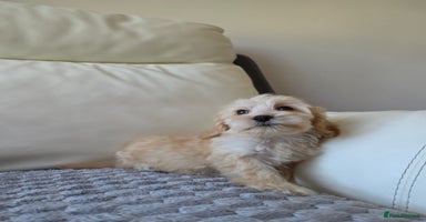 Cockapoo dogs - Advert 6