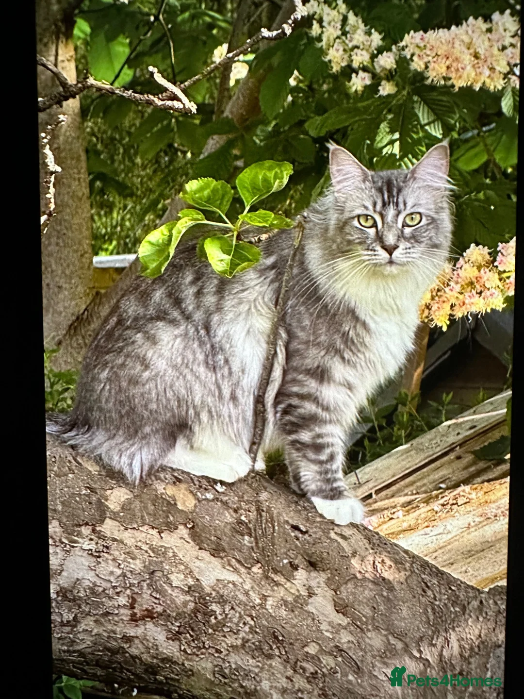 Maine Coon cats for sale: 1 ye old Mainecoon x Ragdoll for rehoming  - Advert 2