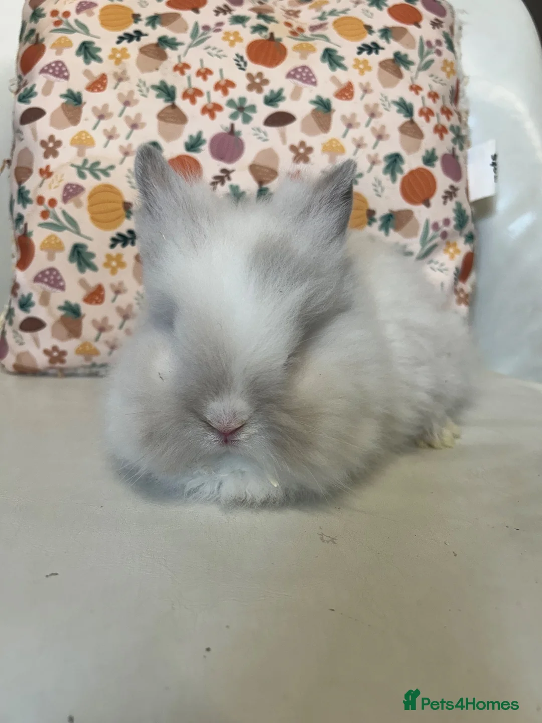 Lionhead rabbits for sale: Double maned lionheads - Advert 2