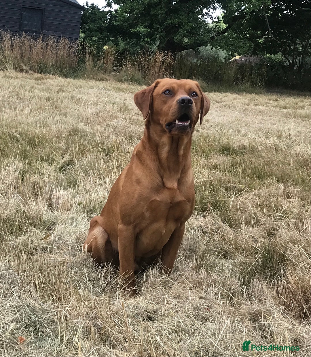 Labrador Retriever dogs for stud: Fox Red Labrador For Stud in Ashford - Image 1