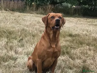 Labrador Retriever dogs Fox Red Labrador For Stud in Ashford - Advert 1