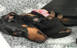 Miniature Dachshund dogs for sale: Stunning KC reg PRA clear Mini Dachshund puppies - Image 2