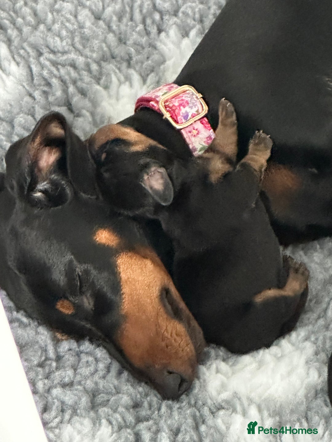 Miniature Dachshund dogs for sale: Stunning KC reg PRA clear Mini Dachshund puppies - Image 2