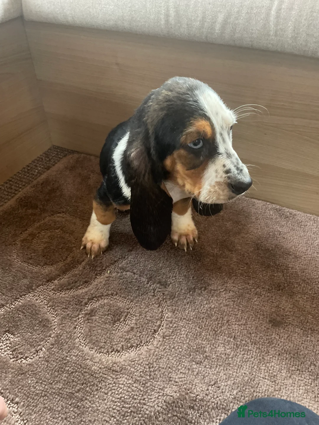 Basset Hound dogs for sale: Bassett hound puppies - Advert 3