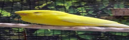 Budgerigars birds for sale: 6 Budgerigars for Sale - Advert 5