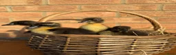 Ducks poultry for sale: 🐣 7x Indian Runner ducklings - UNSEXED 🐣 - Advert 1