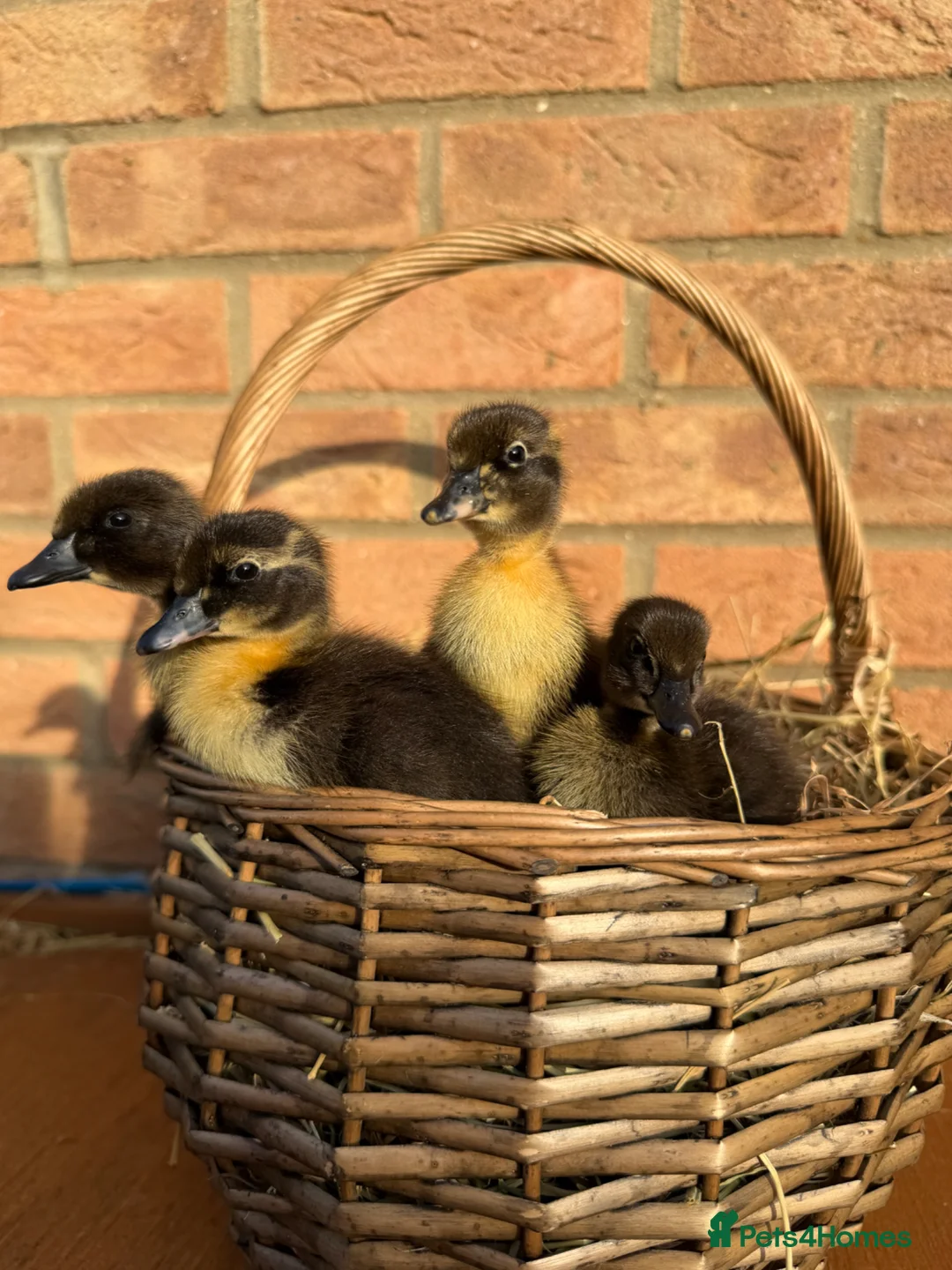 Ducks poultry for sale: 🐣 7x Indian Runner ducklings - UNSEXED 🐣 - Advert 1