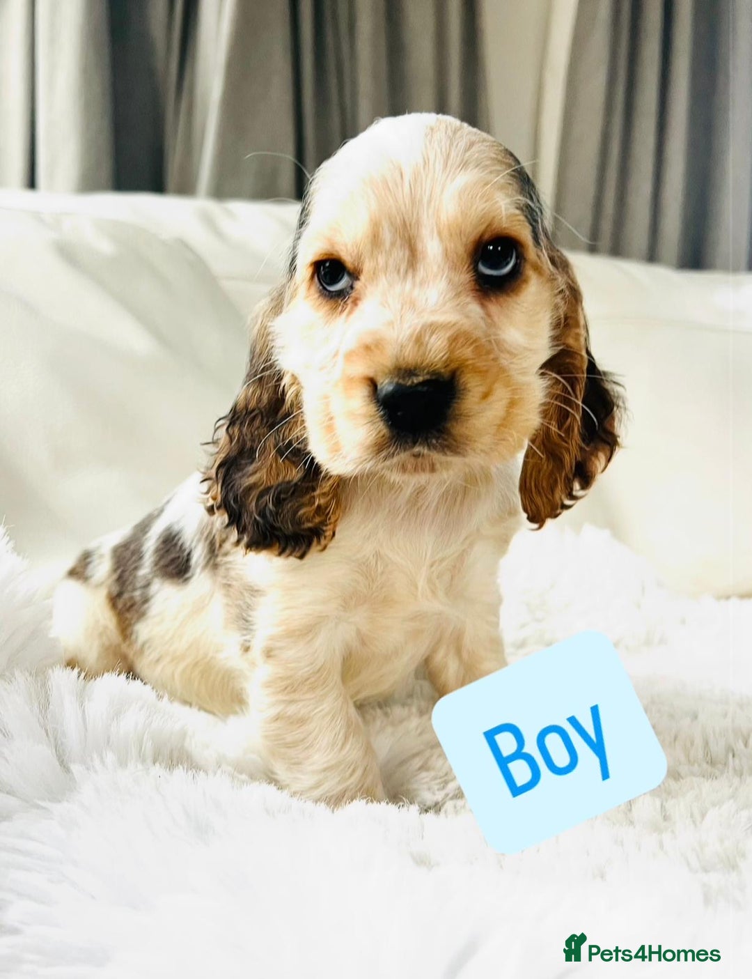 Cocker Spaniel dogs for sale: KC Registered Show Cocker puppies  - Advert 2