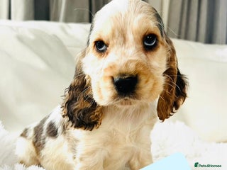 Cocker Spaniel dogs KC Registered Show Cocker puppies - Advert 1