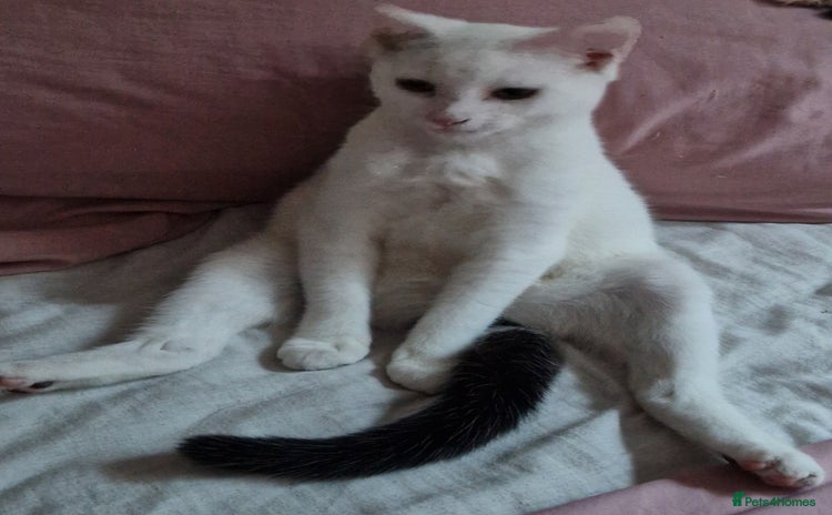 Mixed Breed cats in Harrow - Advert 1