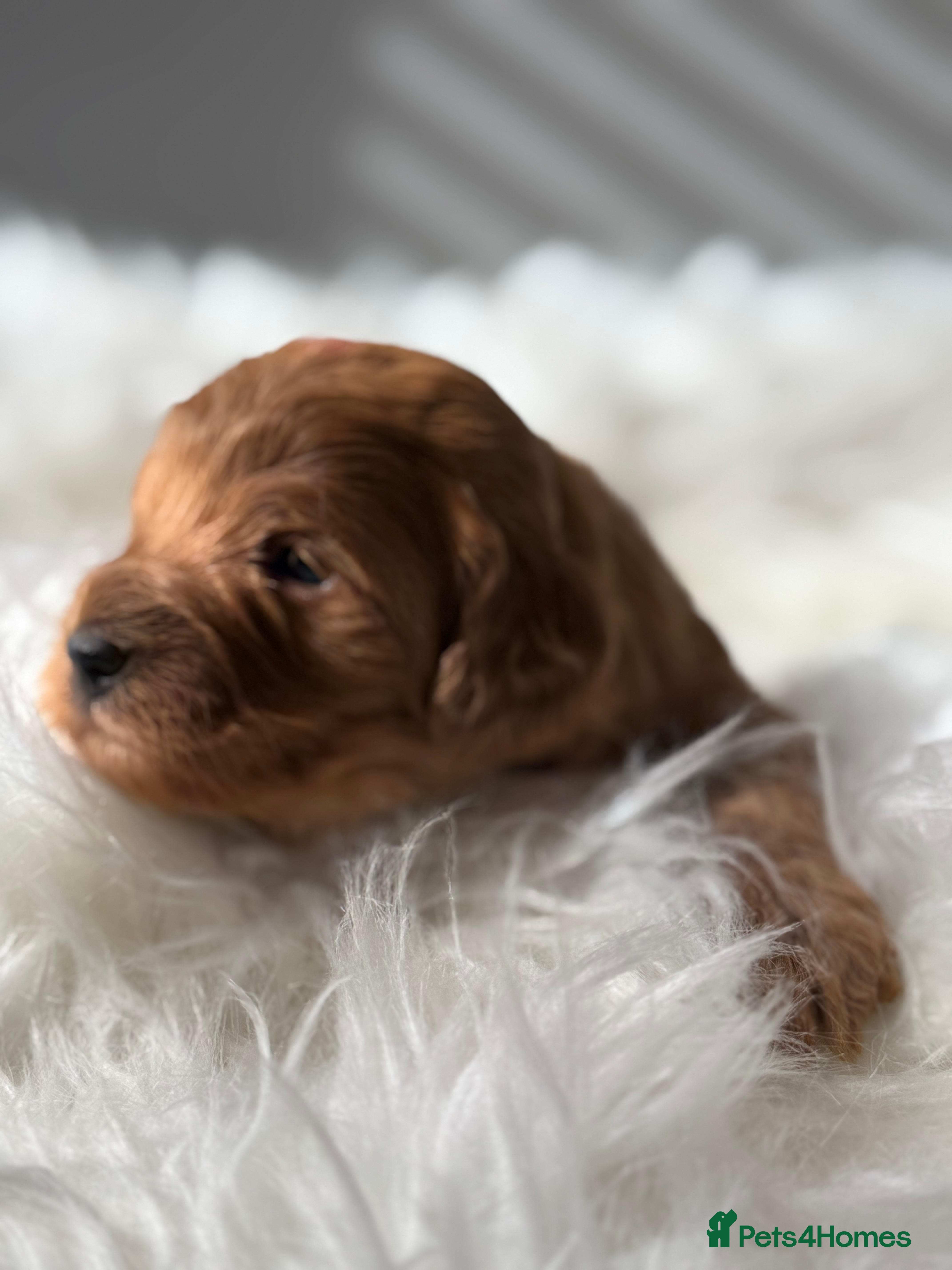 Cavapoo dogs Stunning, health tested, red Cavapoo pups  - Advert 6