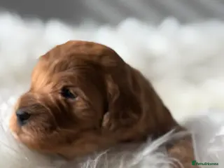 Cavapoo dogs Stunning, health tested, red Cavapoo pups - Advert 6