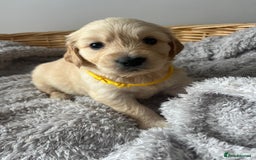 Golden Retriever dogs for sale: PURE breed, KC reg parents, gorgeous goldens - Image 10