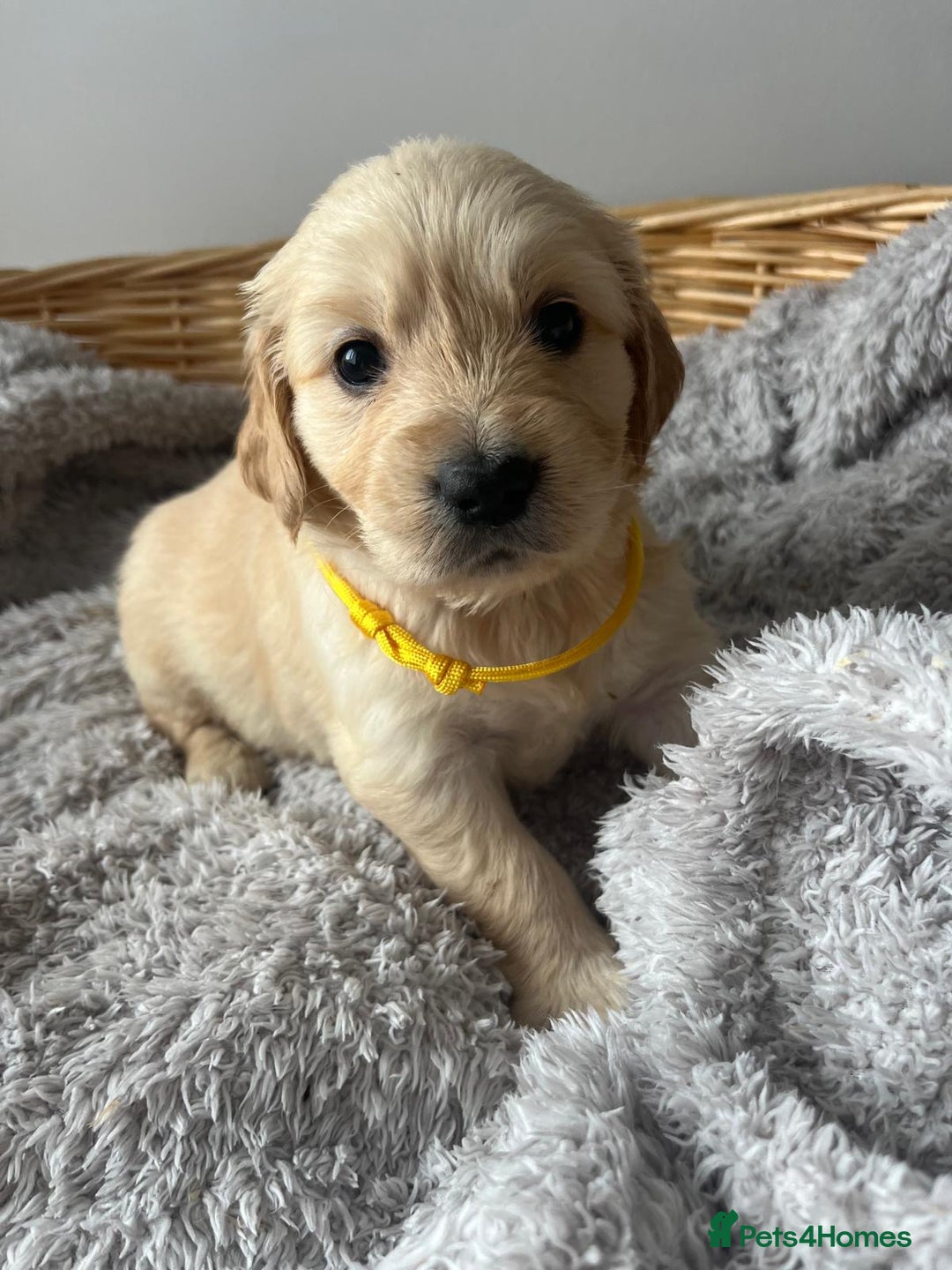 Golden Retriever dogs for sale: PURE breed, KC reg parents, gorgeous goldens - Image 10