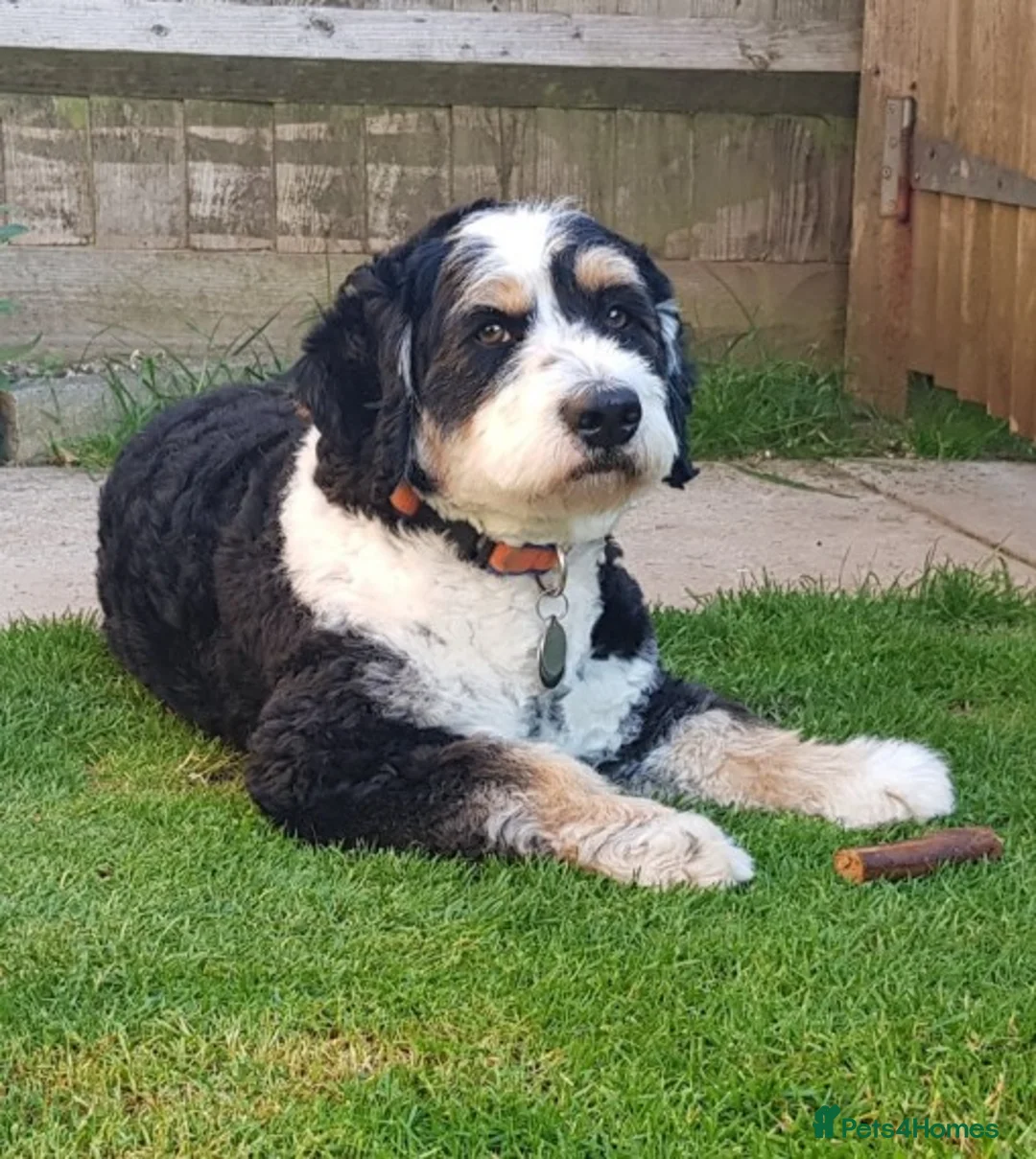 Mixed Breed dogs for stud: PROVEN Pure F1 Miniature Bernedoodle -Stud Offered in Saffron Walden - Advert 7