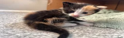 Mixed Breed cats for sale: 3 beautiful kittens  - Advert 23