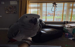 Parrots birds for sale: Baby African grey  - Image 4