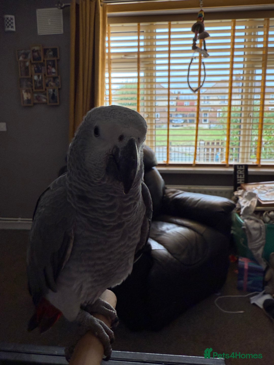 Parrots birds for sale: Baby African grey  - Image 4