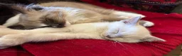 Tonkinese cats for sale: Exquisite Tonkdolls  - Advert 7